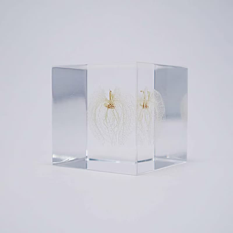 Sola cube 黑酸漿立方塊_心思細膩