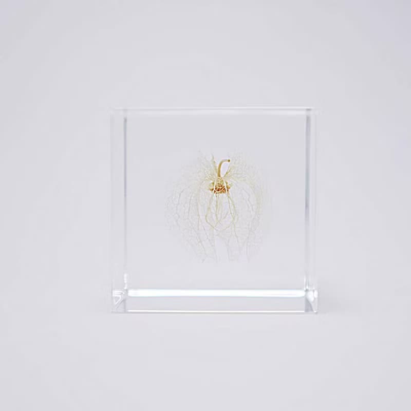 Sola cube 黑酸漿立方塊_心思細膩
