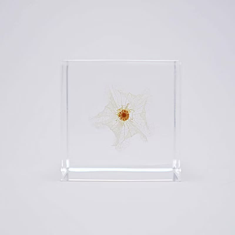 Sola cube 黑酸漿立方塊_心思細膩