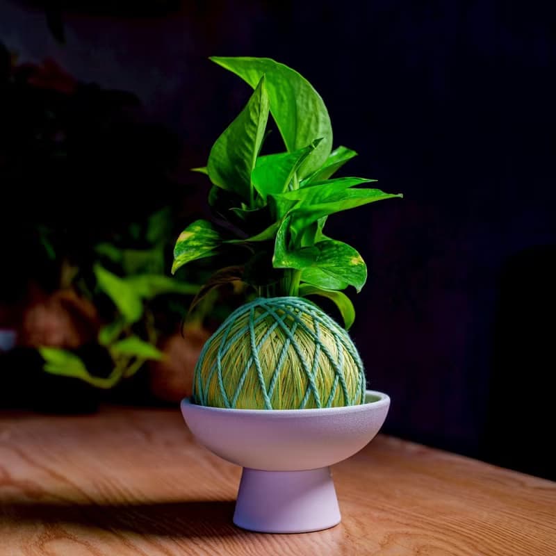 苔球植物 黃金葛粉綠苔球加磨砂高腳缽 苔球 苔玉 禮物 盆栽