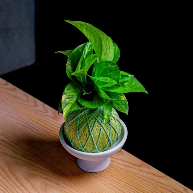 苔球植物 黃金葛粉綠苔球加磨砂高腳缽 苔球 苔玉 禮物 盆栽