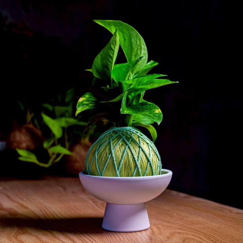 苔球植物 黃金葛粉綠苔球加磨砂高腳缽 苔球 苔玉 禮物 盆栽