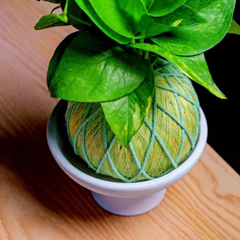 苔球植物 黃金葛粉綠苔球加磨砂高腳缽 苔球 苔玉 禮物 盆栽