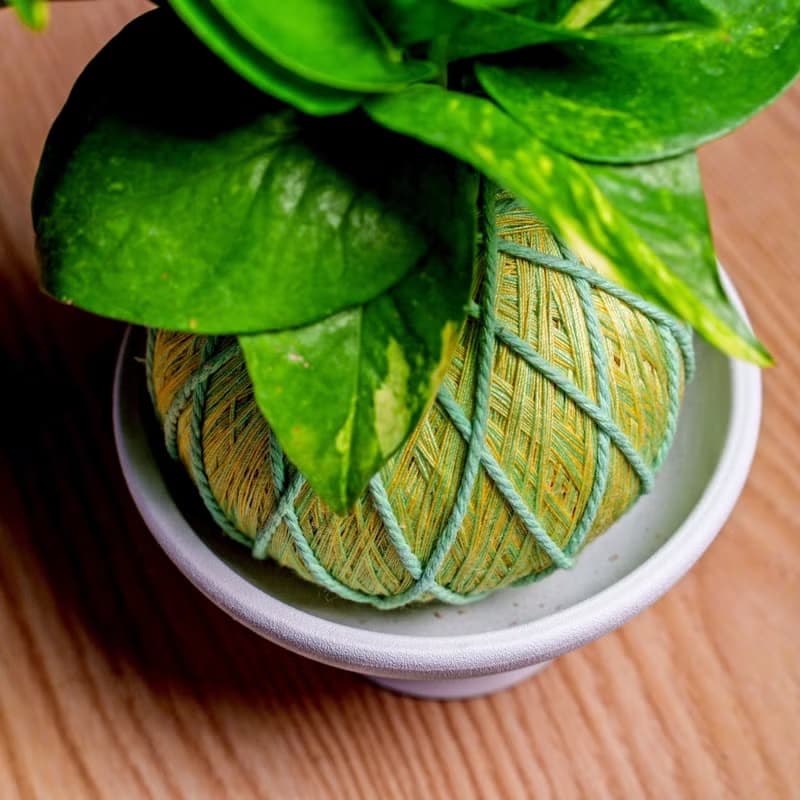 苔球植物 黃金葛粉綠苔球加磨砂高腳缽 苔球 苔玉 禮物 盆栽