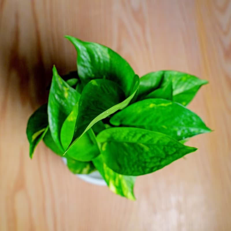 苔球植物 黃金葛粉綠苔球加磨砂高腳缽 苔球 苔玉 禮物 盆栽