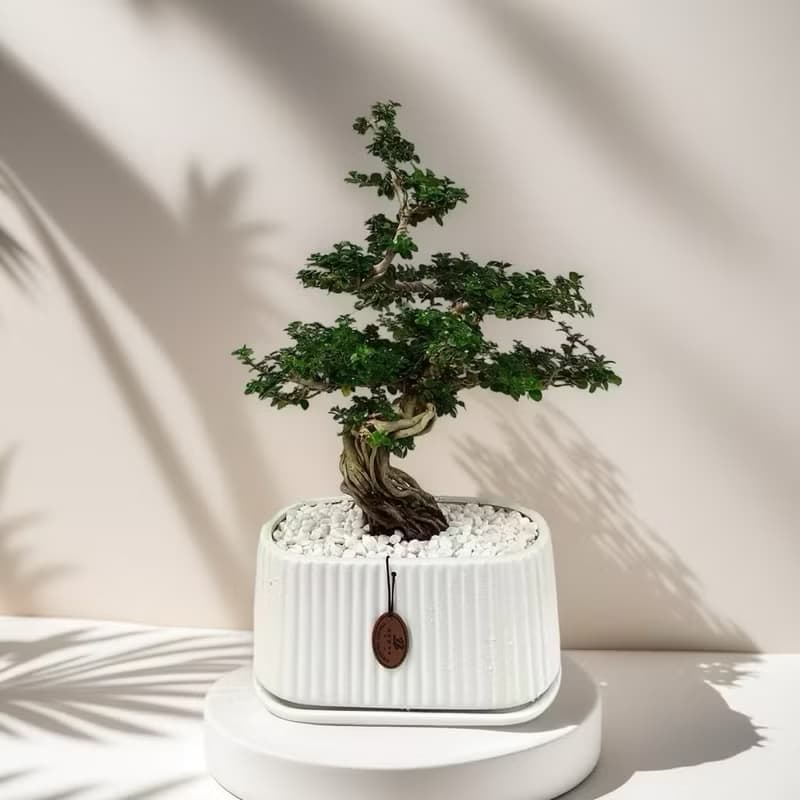 免運【質感盆景專人雕塑】壽娘子室內桌上盆栽 開幕新居喬遷升官