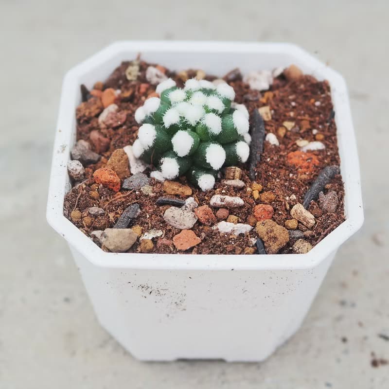 【荳荳多肉】【雪球】喬遷│送禮│升遷│多肉植物