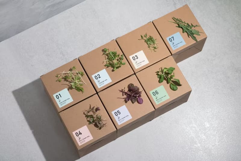 02小黑踏菜種子_入坑禮物盒