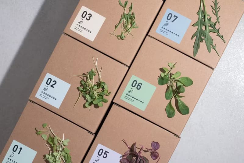 02小黑踏菜種子_入坑禮物盒