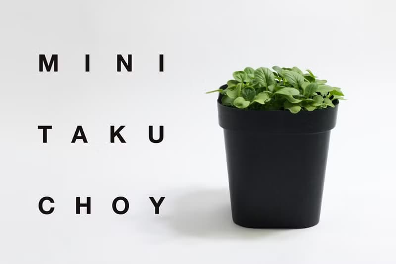 02小黑踏菜種子_入坑禮物盒