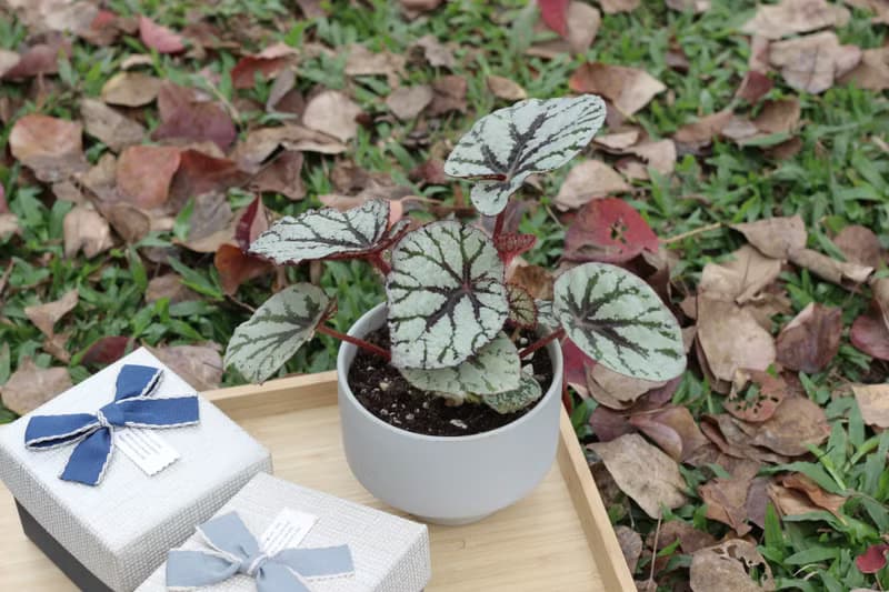 土培植栽│仙子秋海棠_室內植物 辦公室盆栽 店內布置 送禮