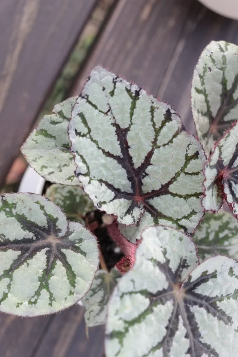 土培植栽│仙子秋海棠_室內植物 辦公室盆栽 店內布置 送禮