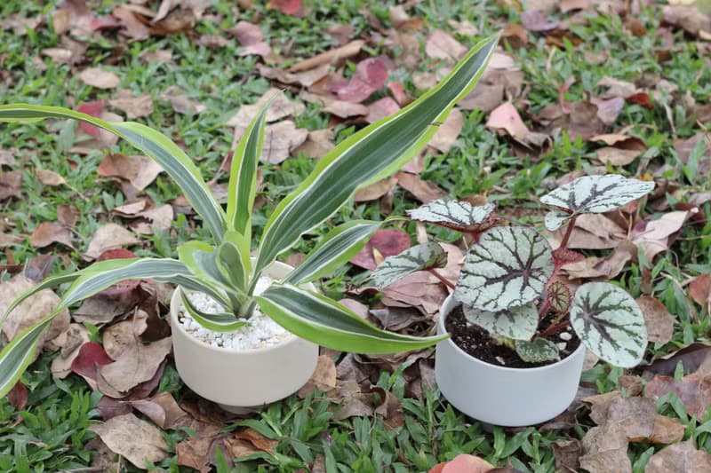 土培植栽│仙子秋海棠_室內植物 辦公室盆栽 店內布置 送禮