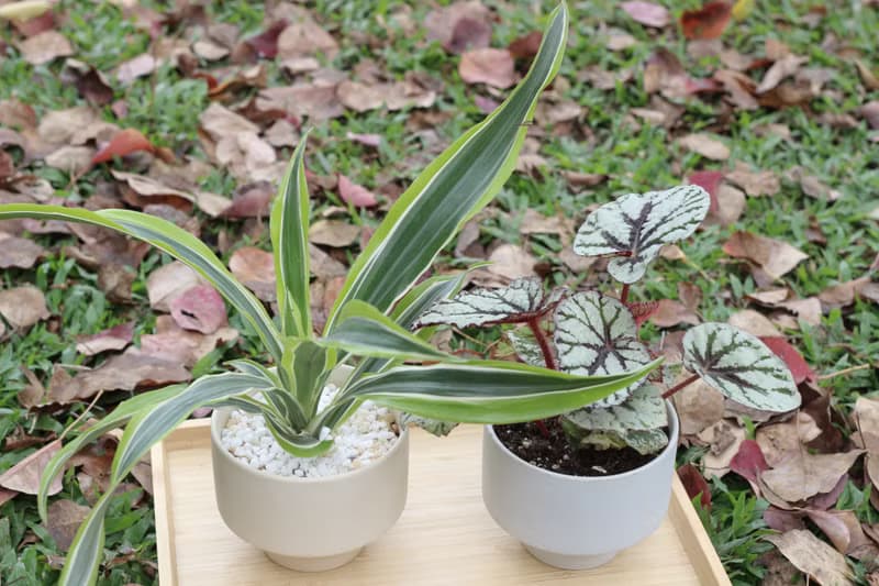 土培植栽│仙子秋海棠_室內植物 辦公室盆栽 店內布置 送禮