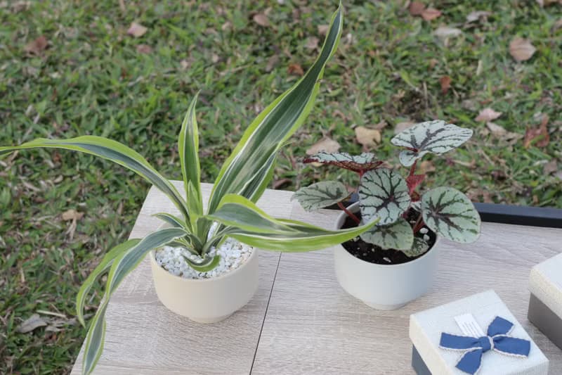 土培植栽│仙子秋海棠_室內植物 辦公室盆栽 店內布置 送禮