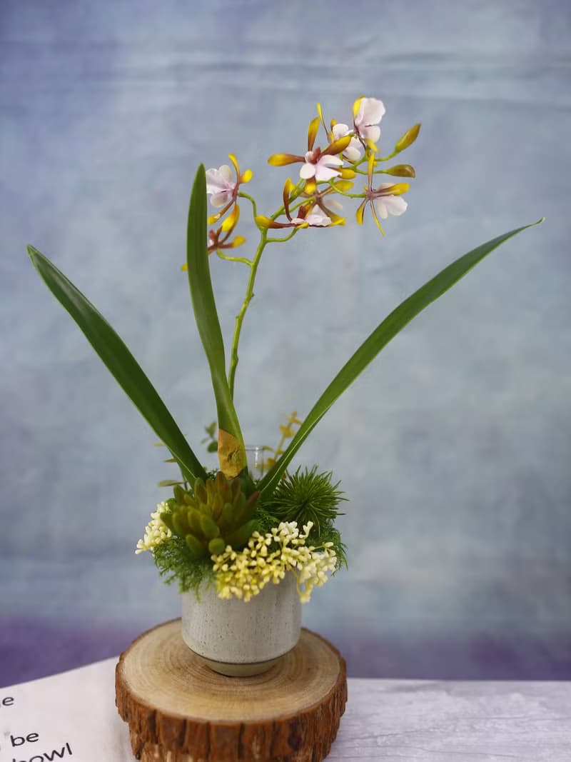 咖啡小蘭花日式陶盆香氛花禮/入厝禮/開幕/喬遷/送禮/植栽