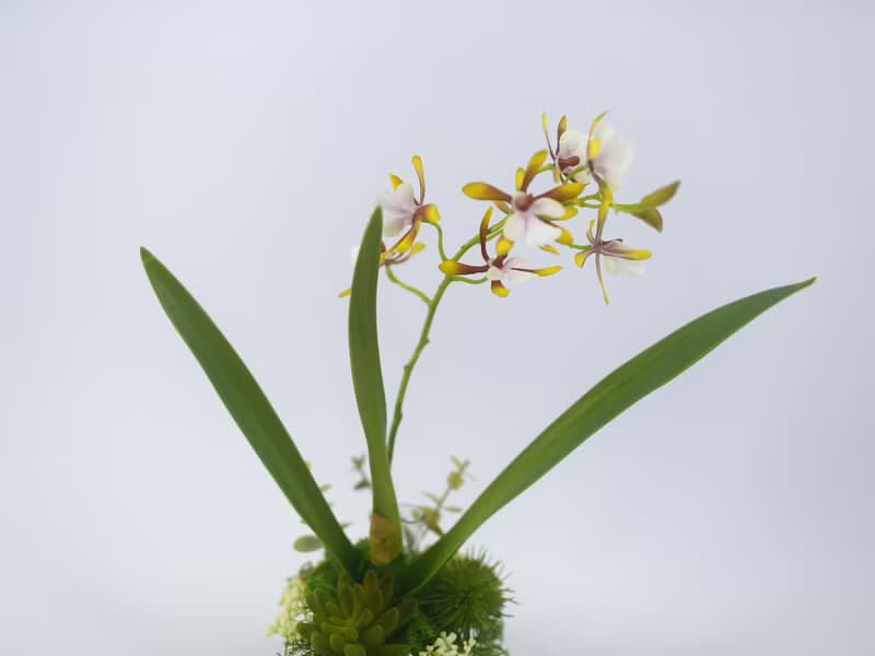 咖啡小蘭花日式陶盆香氛花禮/入厝禮/開幕/喬遷/送禮/植栽