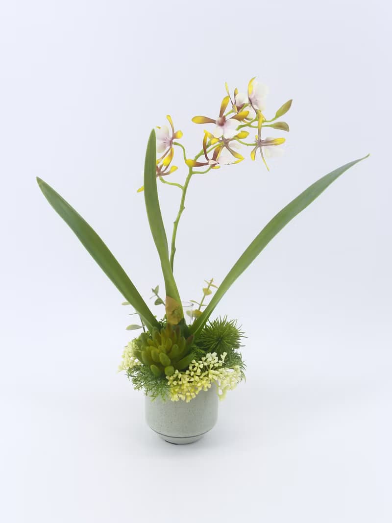 咖啡小蘭花日式陶盆香氛花禮/入厝禮/開幕/喬遷/送禮/植栽