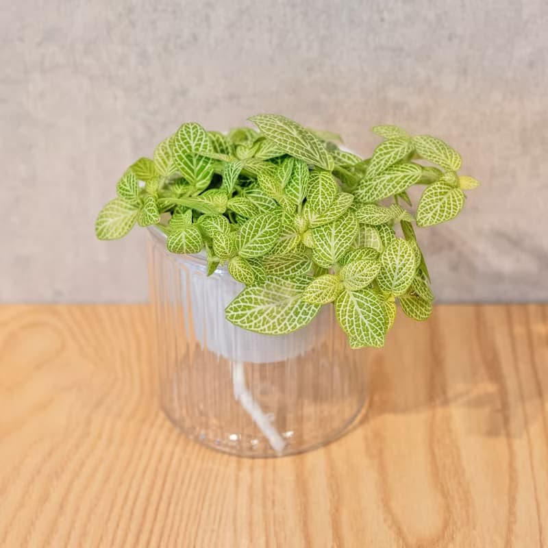 檸檬網紋草  免澆水盆栽 室內植物 觀葉植物  禮物 辦公室小物