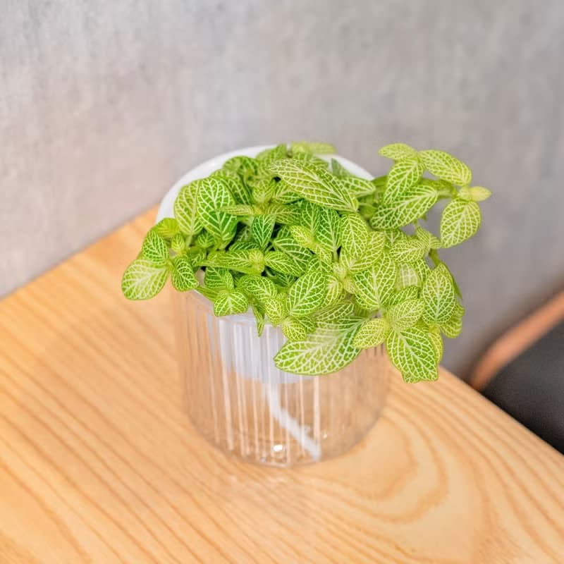 檸檬網紋草  免澆水盆栽 室內植物 觀葉植物  禮物 辦公室小物