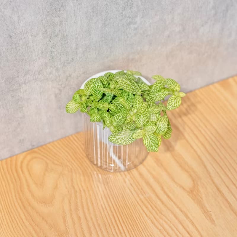 檸檬網紋草  免澆水盆栽 室內植物 觀葉植物  禮物 辦公室小物