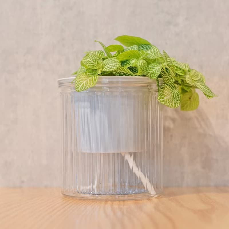 檸檬網紋草  免澆水盆栽 室內植物 觀葉植物  禮物 辦公室小物