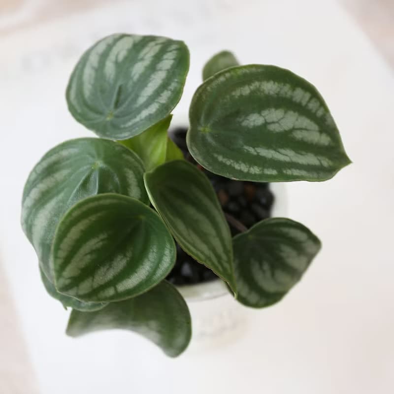 PD176西瓜皮椒草吸水盆栽/室內植物/懶人植物/環境綠化/居家佈置