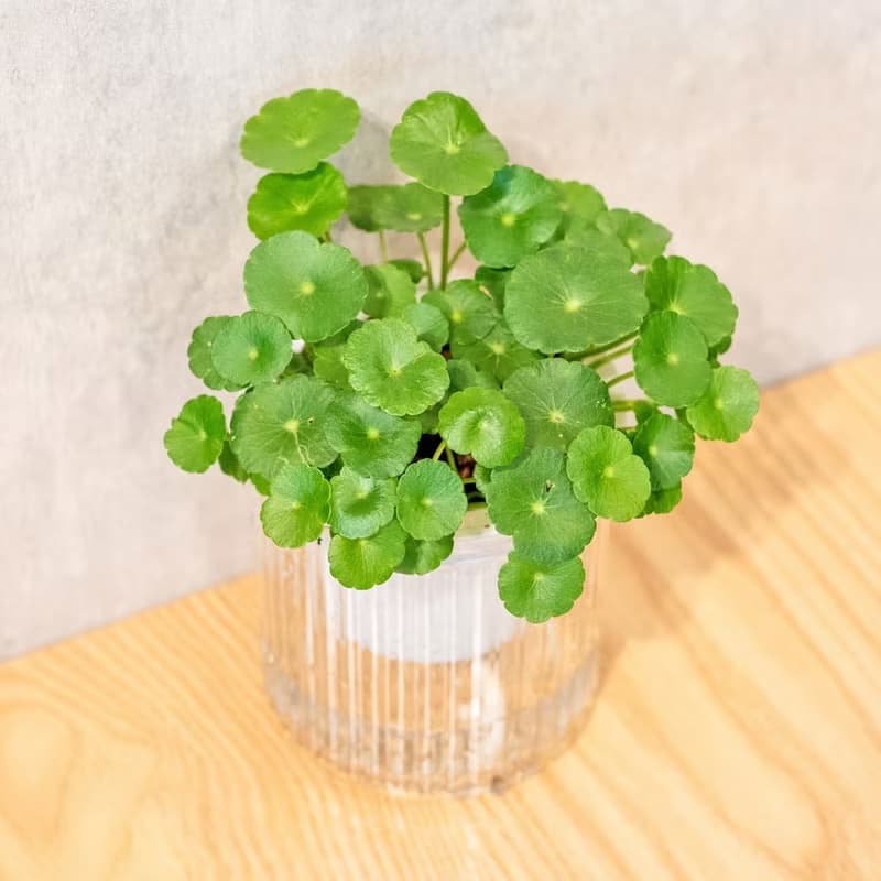 金錢草 免澆水盆栽 室內植物 觀葉植物  禮物 辦公室小物