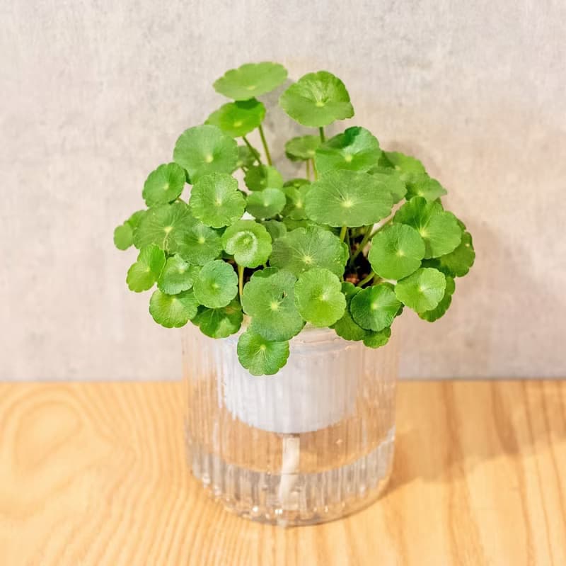 金錢草 免澆水盆栽 室內植物 觀葉植物  禮物 辦公室小物