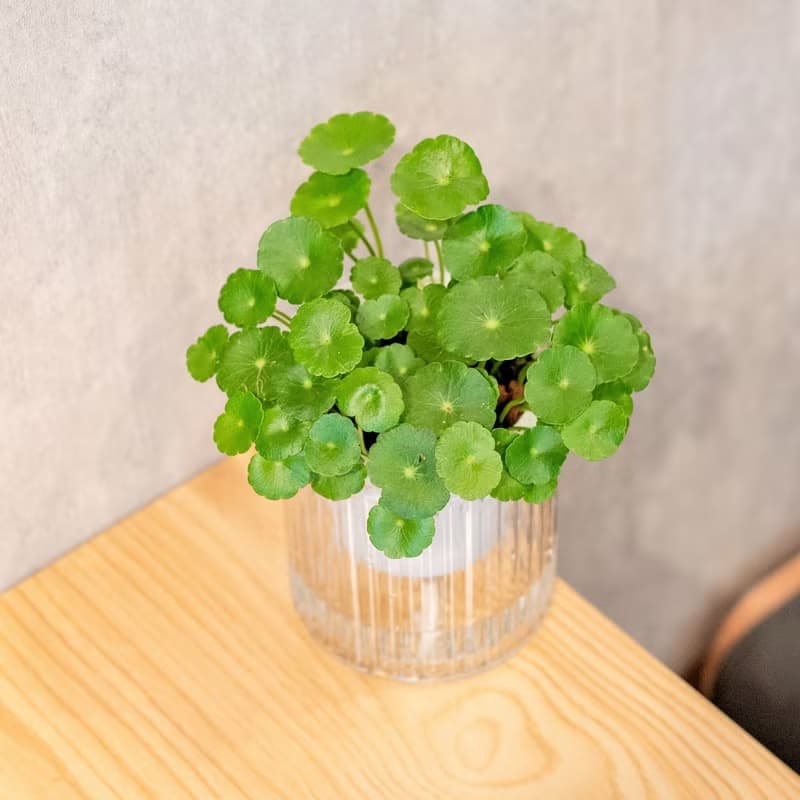 金錢草 免澆水盆栽 室內植物 觀葉植物  禮物 辦公室小物