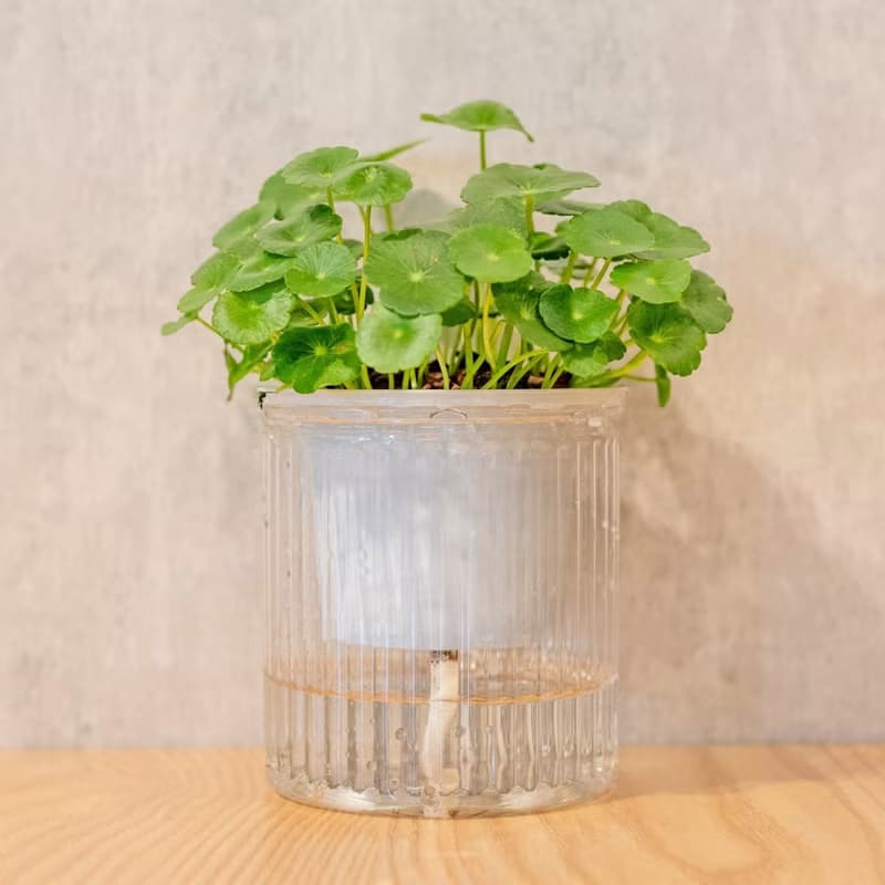 金錢草 免澆水盆栽 室內植物 觀葉植物  禮物 辦公室小物