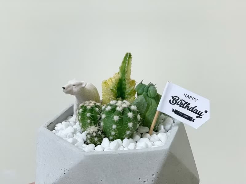 【24H寄出.超夯招財擺飾】繽紛鑽石水泥盆栽-組盆