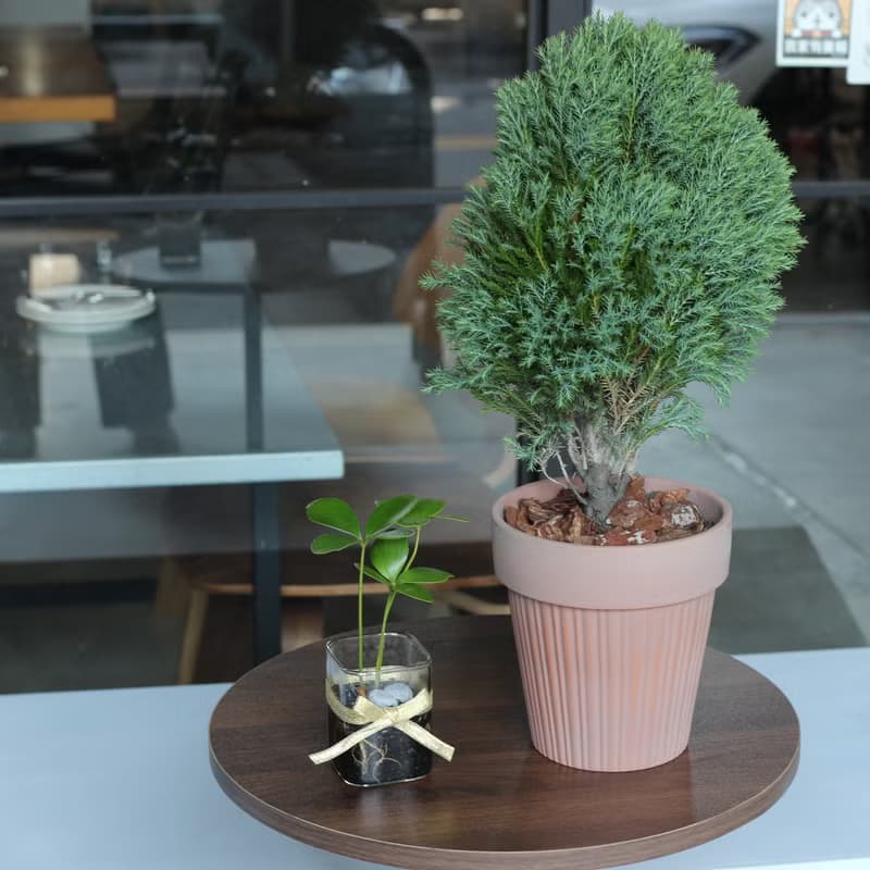 植栽 盆栽 l 2024慶新年 翠柏 棒棒糖翠柏 咖啡磚色氣質陶盆