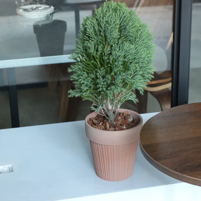 植栽 盆栽 l 2024慶新年 翠柏 棒棒糖翠柏 咖啡磚色氣質陶盆