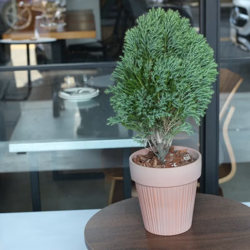 植栽 盆栽 l 2024慶新年 翠柏 棒棒糖翠柏 咖啡磚色氣質陶盆