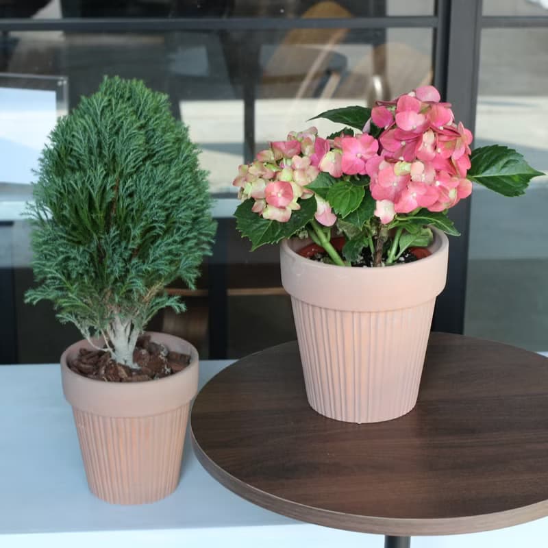 植栽 盆栽 l 2024慶新年 翠柏 棒棒糖翠柏 咖啡磚色氣質陶盆