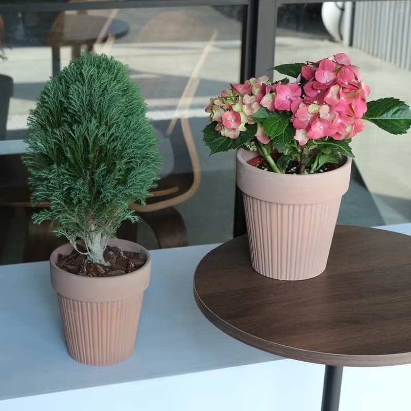 植栽 盆栽 l 2024慶新年 翠柏 棒棒糖翠柏 咖啡磚色氣質陶盆