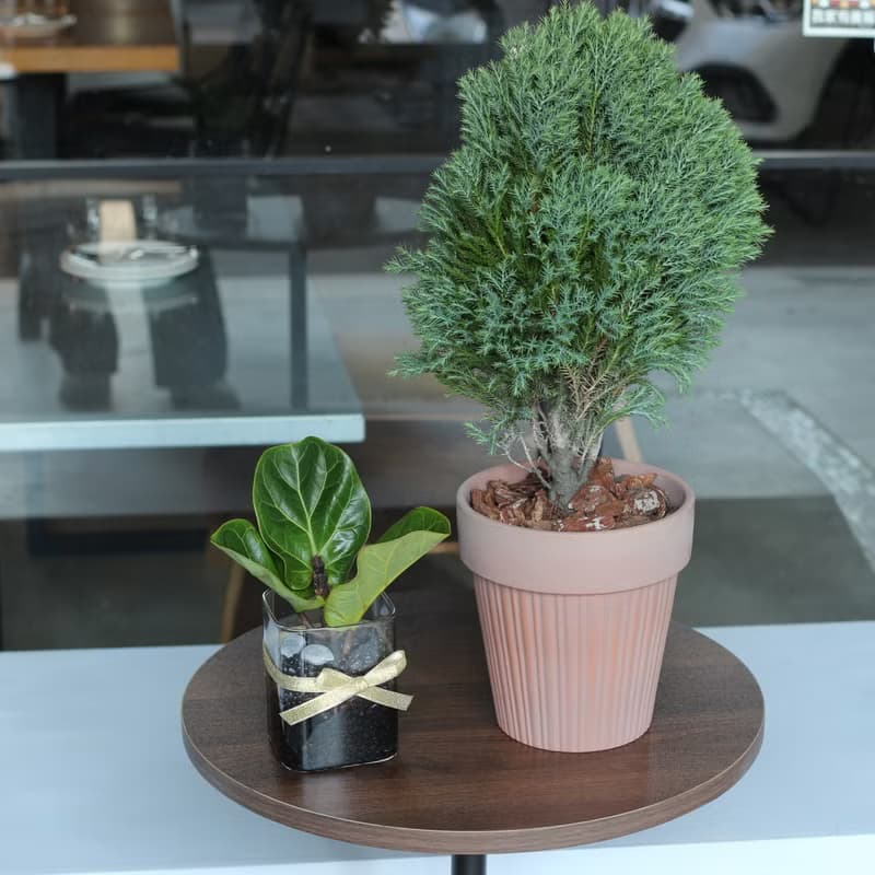 植栽 盆栽 l 2024慶新年 翠柏 棒棒糖翠柏 咖啡磚色氣質陶盆