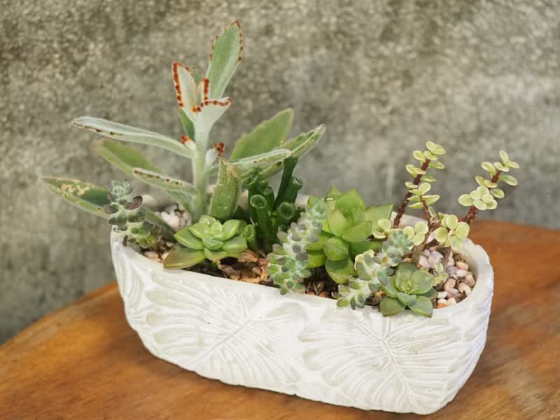 栩栩如生植感盆栽