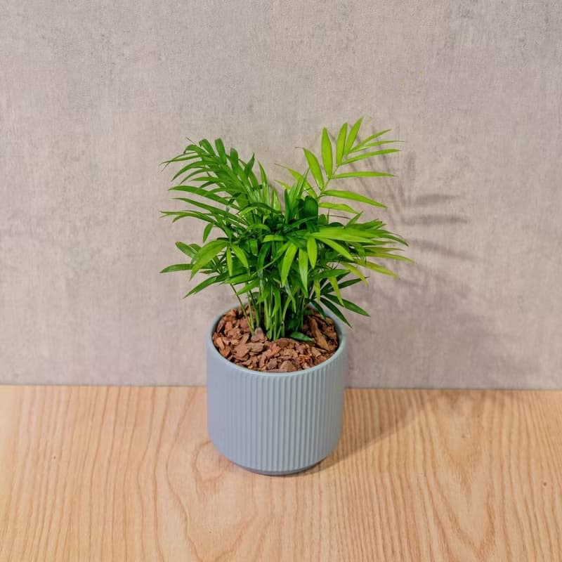 袖珍椰子 莫蘭迪色系直紋陶盆 室內植物 觀葉植物 禮物 盆栽