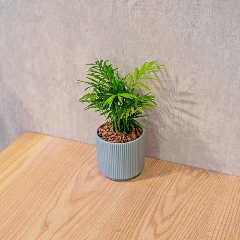 袖珍椰子 莫蘭迪色系直紋陶盆 室內植物 觀葉植物 禮物 盆栽