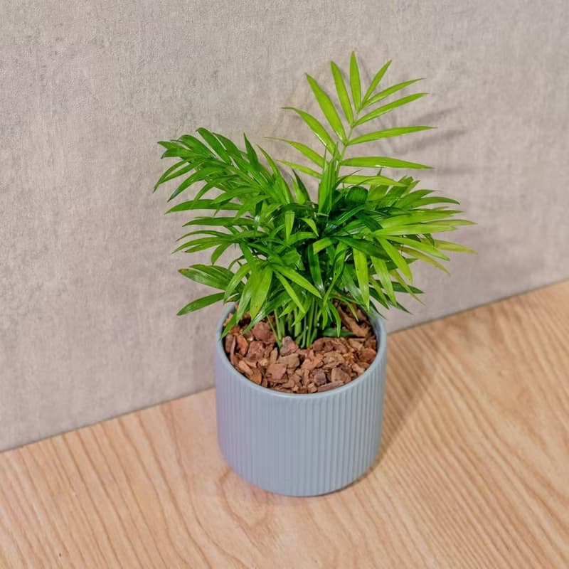 袖珍椰子 莫蘭迪色系直紋陶盆 室內植物 觀葉植物 禮物 盆栽