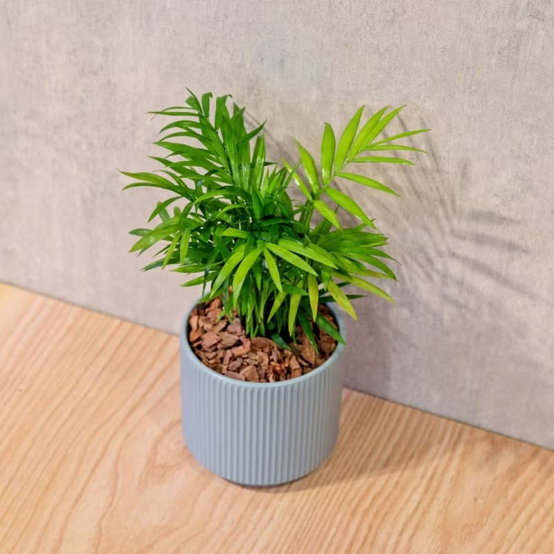 袖珍椰子 莫蘭迪色系直紋陶盆 室內植物 觀葉植物 禮物 盆栽