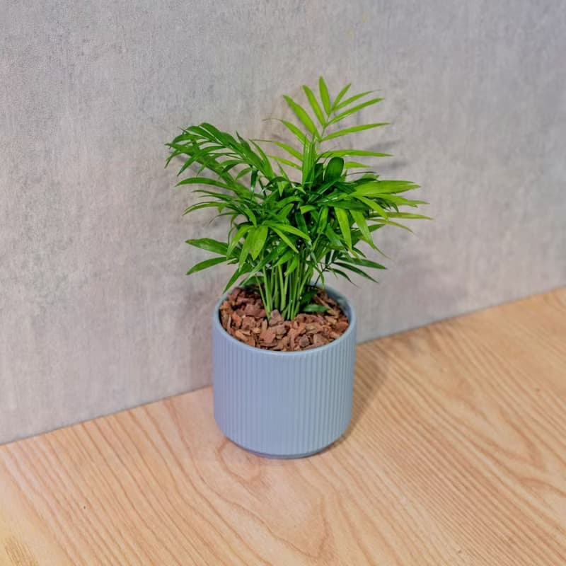 袖珍椰子 莫蘭迪色系直紋陶盆 室內植物 觀葉植物 禮物 盆栽