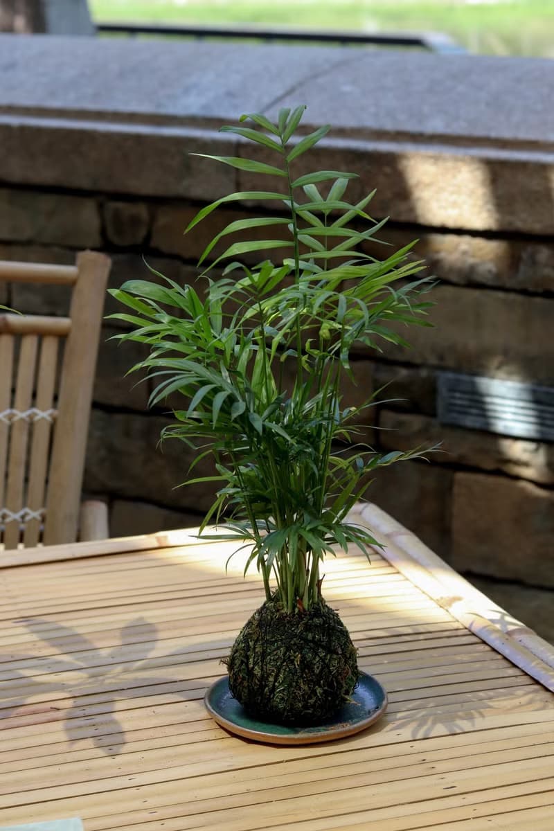 植栽苔玉 袖珍椰子