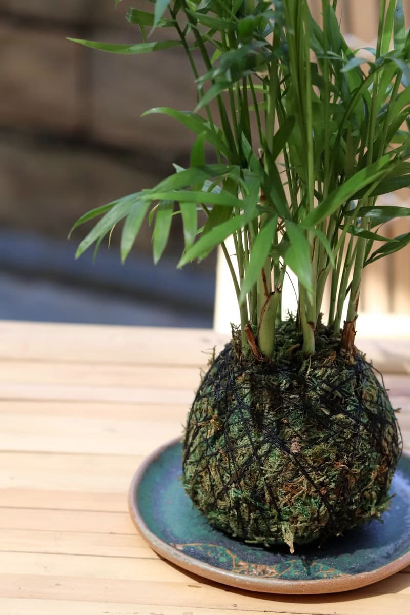 植栽苔玉 袖珍椰子