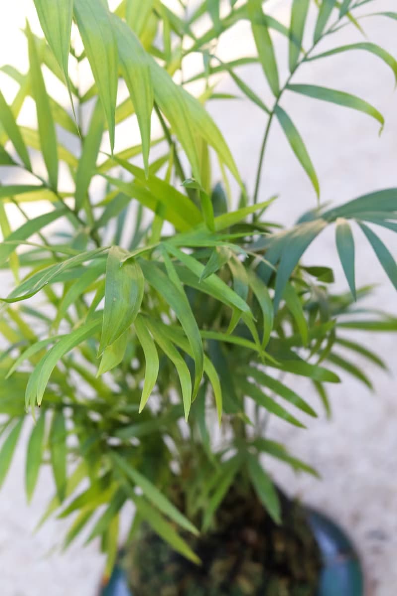 植栽苔玉 袖珍椰子