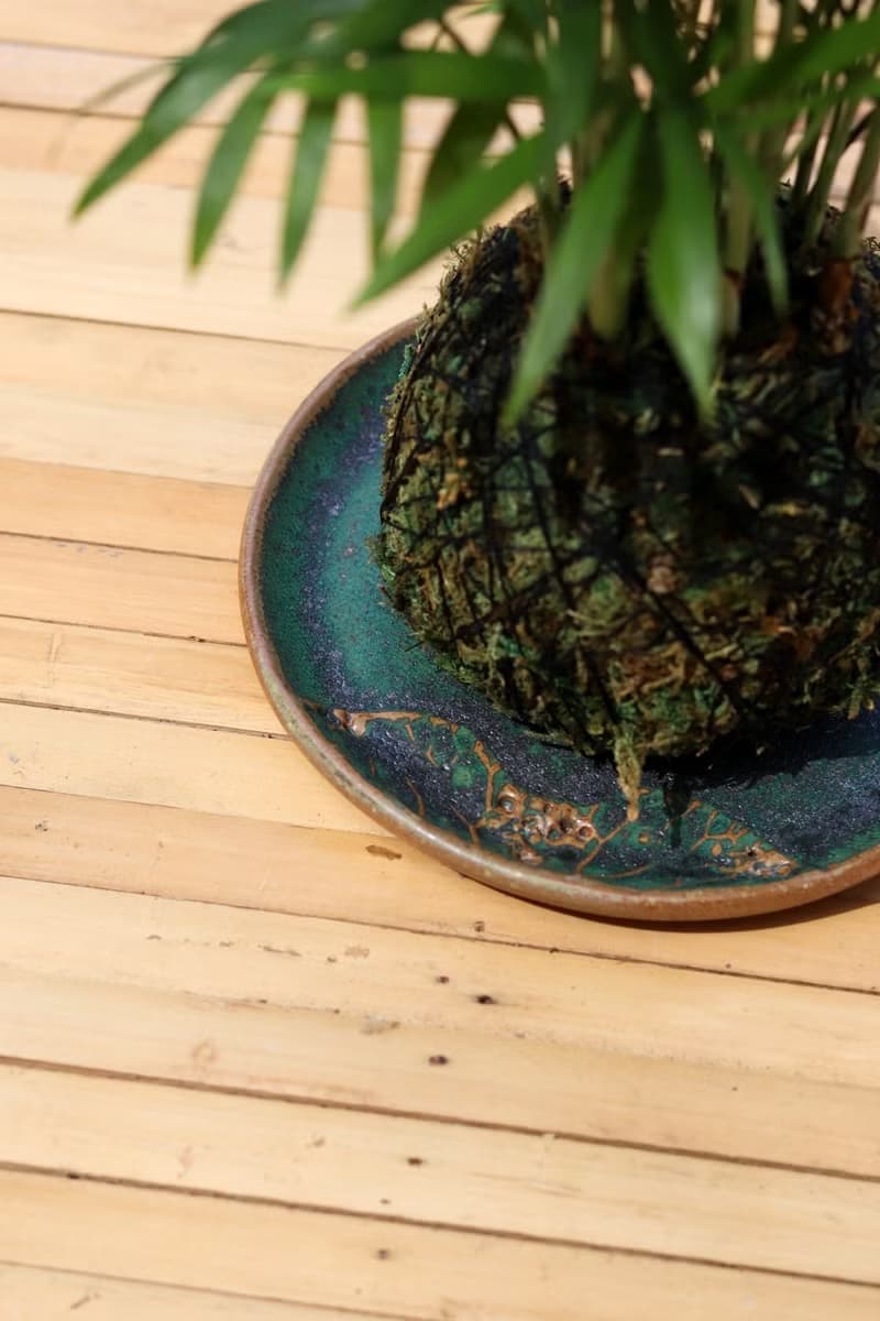 植栽苔玉 袖珍椰子