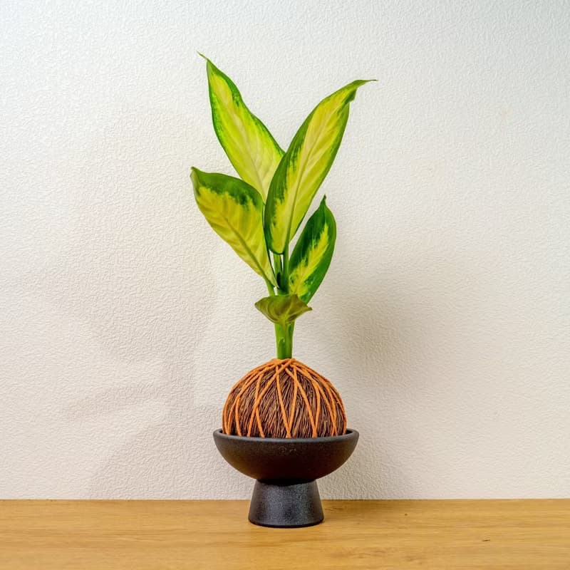 苔球植物 瑪莉安黛粉葉咖啡苔球加磨砂高腳缽 苔球 苔玉 禮物