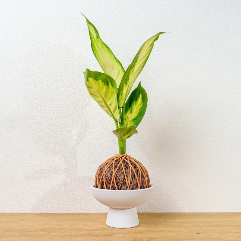 苔球植物 瑪莉安黛粉葉咖啡苔球加磨砂高腳缽 苔球 苔玉 禮物